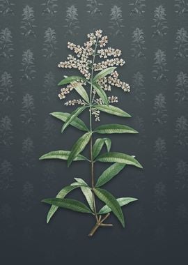 Vintage Lemon Verbena