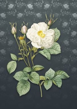 Vintage White Rose of York