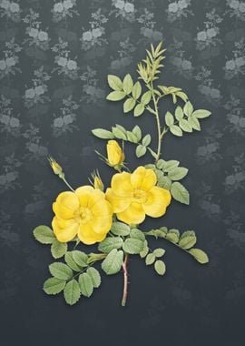 Yellow Sweetbriar Roses