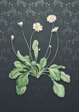 Vintage Daisy Flowers