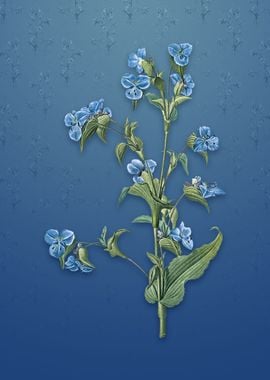 Vintage Commelina Tuberosa