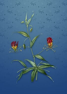 Flame Lily on Bahama Blue