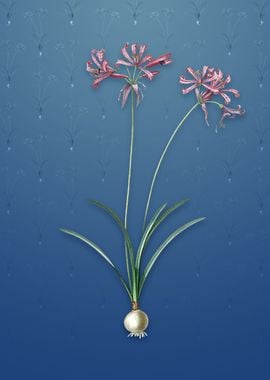 Nerine on Bahama Blue