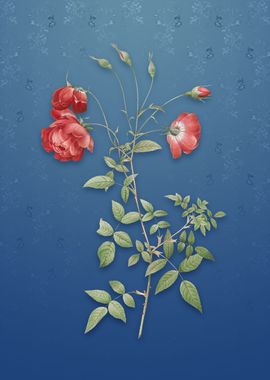 Red Rose on Bahama Blue