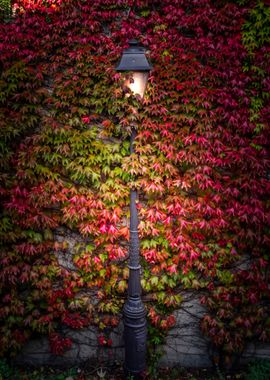 Lost Street Lamp