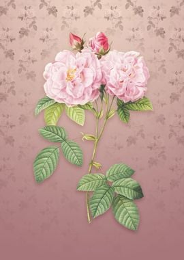 Italian Damask Rose