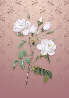 White Rose on Dusty Pink