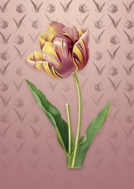 Tulip on Dusty Pink