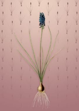 Vintage Grape Hyacinth