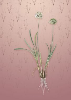 Allium Carolinianum