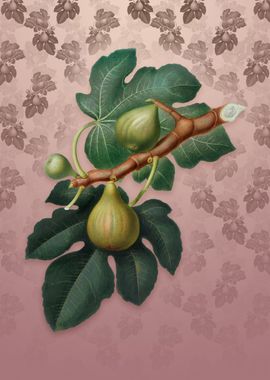 Vintage Fig on Dusty Pink