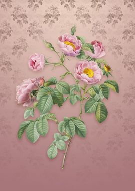 Vintage Tomentose Rose