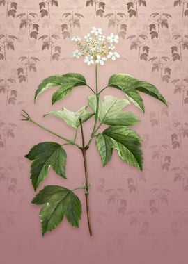 Vintage Guelder Rose