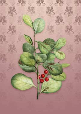 Lingonberry Evergreen