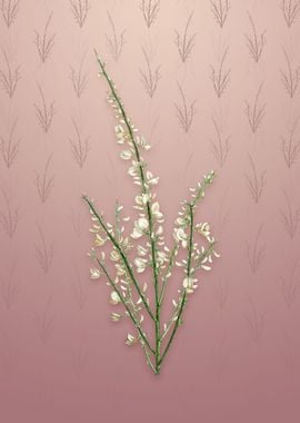 Vintage White Broom