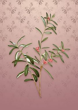 Vintage Bog Rosemary Bush