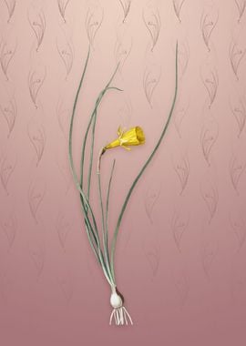 Daffodil on Dusty Pink