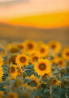 Sunflowers