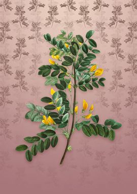 Vintage Siberian Pea Tree