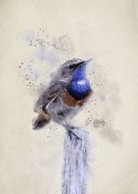 The Cute Blue Throat Bird