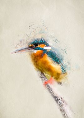 Colorful Kingfisher Bird