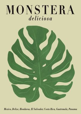 MONSTERA deliciosa