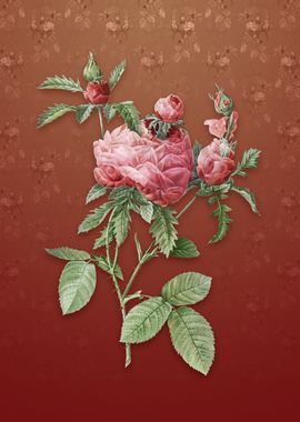 Vintage Cabbage Rose