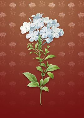 Vintage Plumbago Caerulea