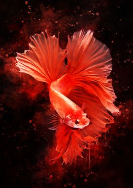 Siamese fighting fish