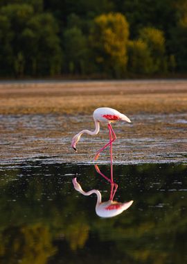 Flamingo Reflection