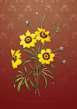 Vintage Coreopsis Elegans