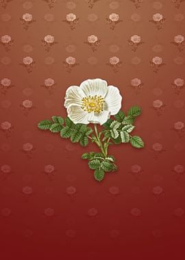 Vintage White Burnet Rose