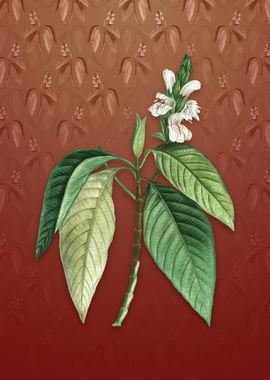 Vintage Malabar Nut on Red