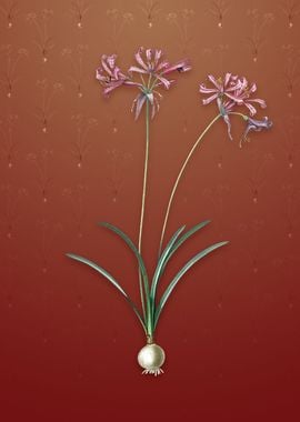 Vintage Nerine on Falu Red