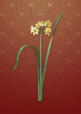 Cowslip Cupped Daffodil