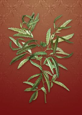 Sweetfern on Falu Red