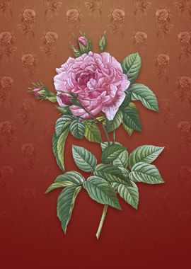 Vintage Pink French Rose