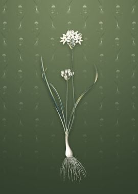 Three Cornered Leek