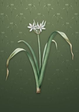 Small Flowered Pancratium