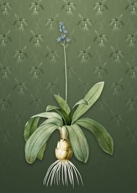 Scilla Lilio Hyacinthus