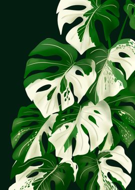 Variegated Monstera plant