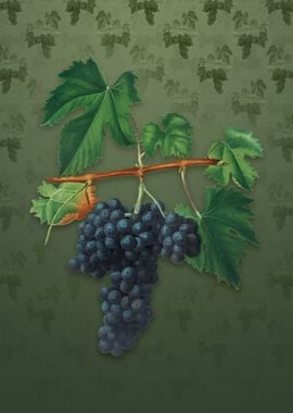 Vintage Lacrima Grapes