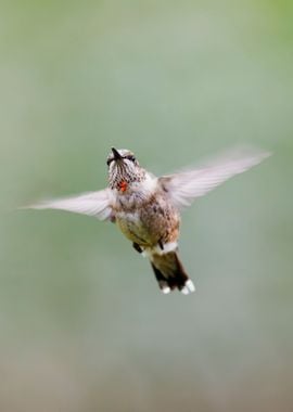 Hummingbird Flutter