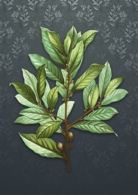 Bay Laurel on Slate Gray