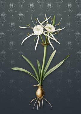 Streambank Spiderlily