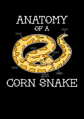 Anatomy Of A Corn Snake