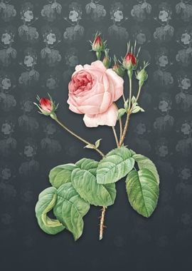 Vintage Cabbage Rose