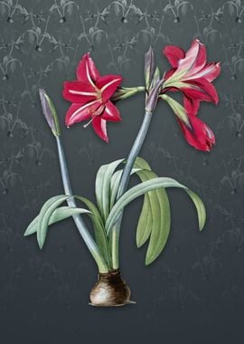 Brazilian Amaryllis