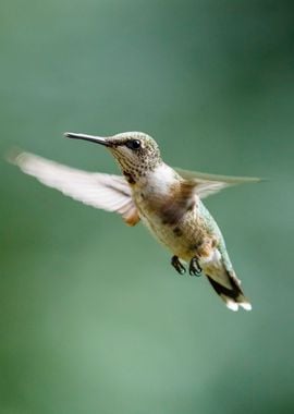 Hummingbird side view 