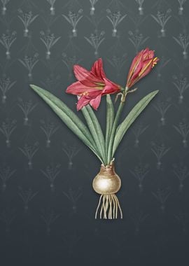 Vintage Hippeastrum